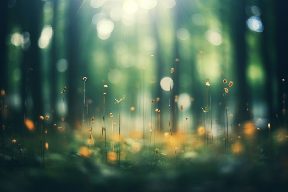 Woodland woodland backgrounds sunlight. AI generated Image by rawpixel.