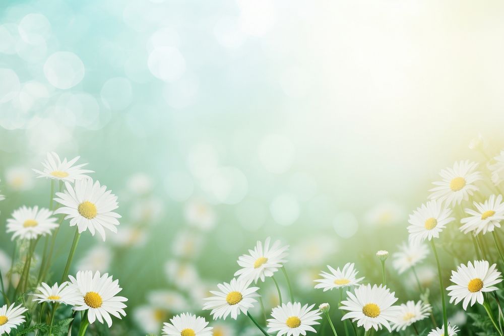 Daisy background green backgrounds sunlight. AI generated Image by rawpixel.