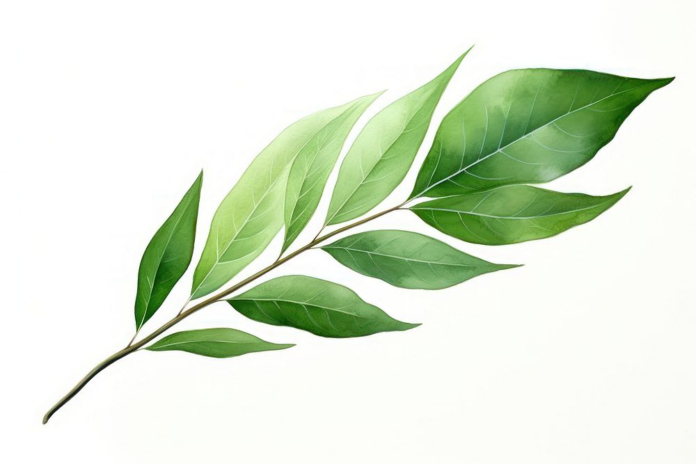 Leaf plant herbs white background. AI generated Image by rawpixel.