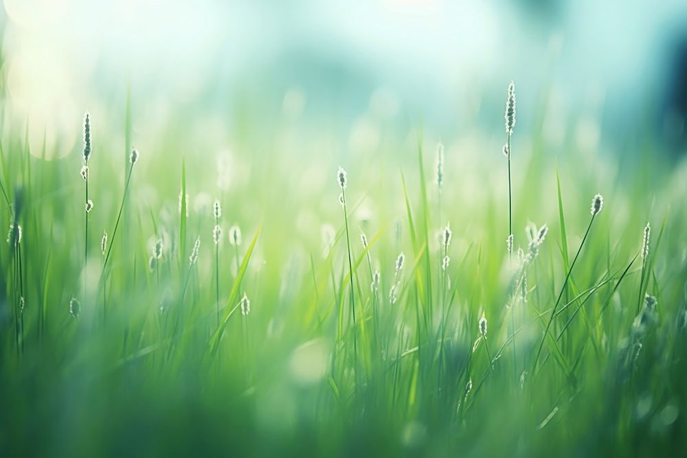 Grass grass backgrounds outdoors. AI generated Image by rawpixel.