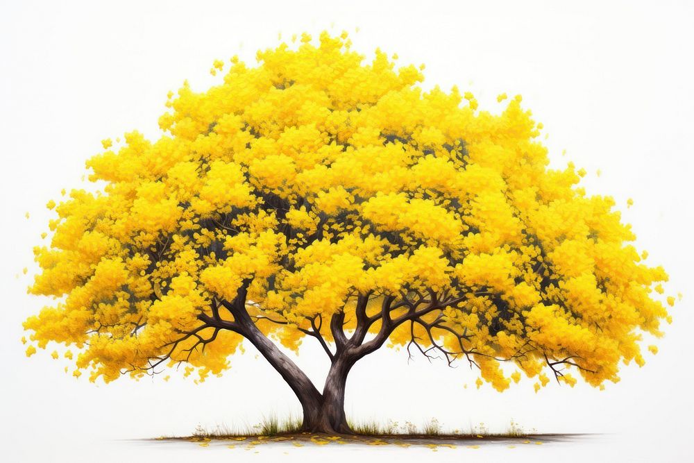 A Ratchaphruek tree is blooming bright yellow flower plant white background. AI generated Image by rawpixel.