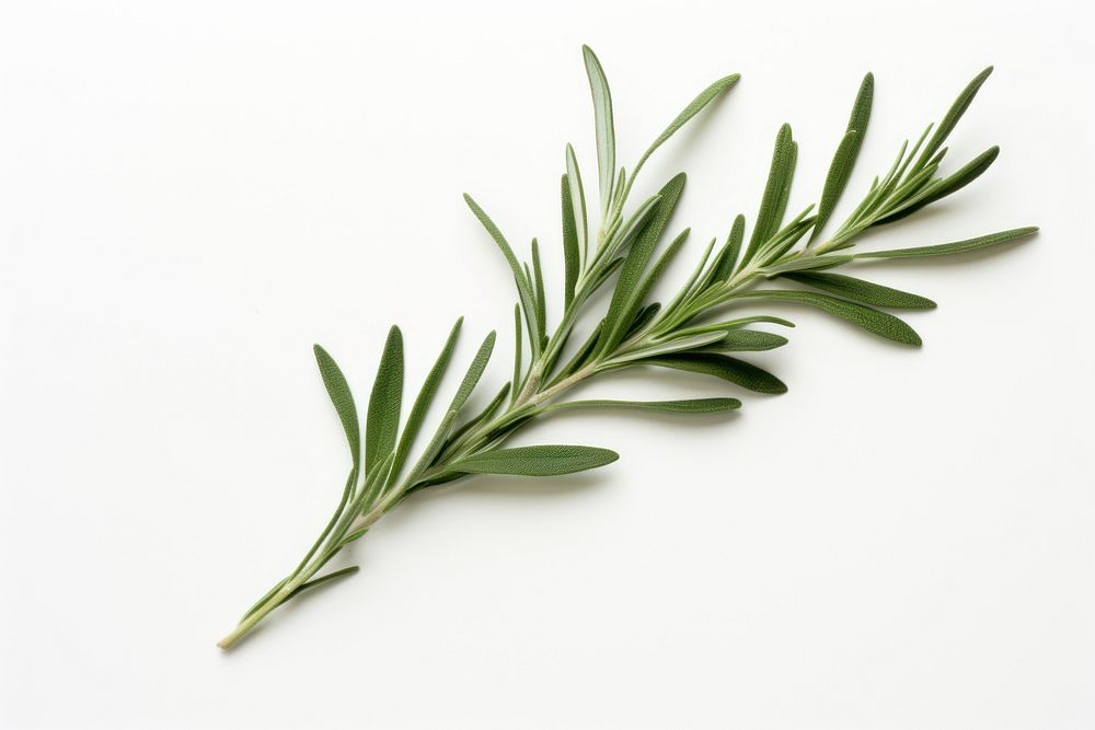 A Rosemary leaf herbal herbs rosemary plant. AI generated Image by rawpixel.