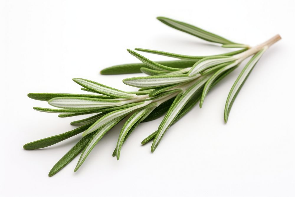 A Rosemary leaf herbal herbs rosemary plant. AI generated Image by rawpixel.