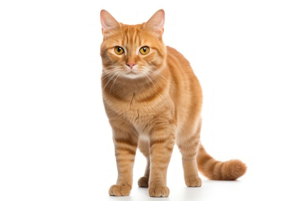 Big ginger cat standing mammal animal. AI generated Image by rawpixel.