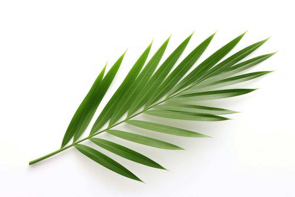 Palm leaf nature plant green. AI generated Image by rawpixel.