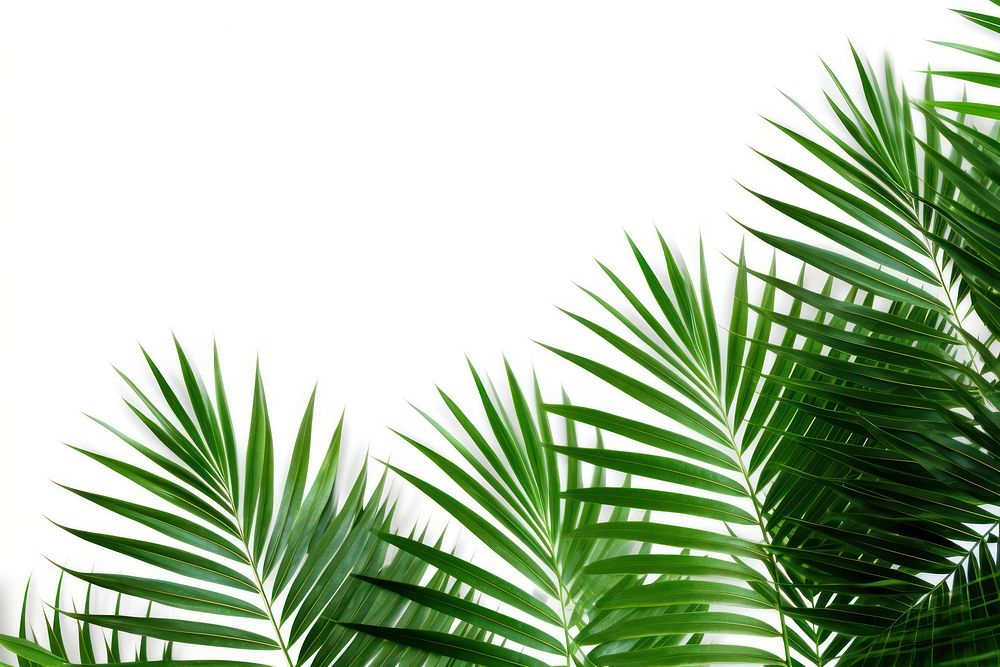 Palm leaves nature green backgrounds. AI generated Image by rawpixel.