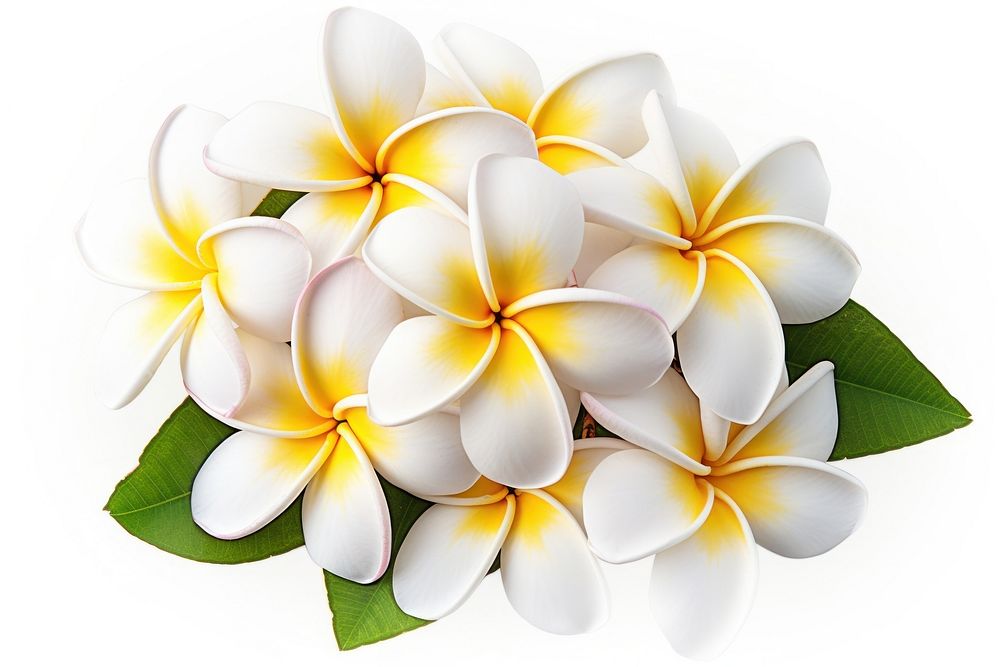 Plumeria flower petal plant. AI generated Image by rawpixel.