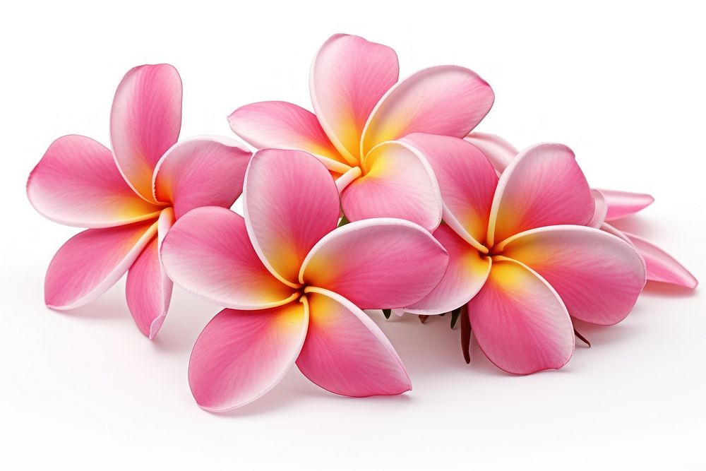 Plumeria flower petal plant. AI generated Image by rawpixel.