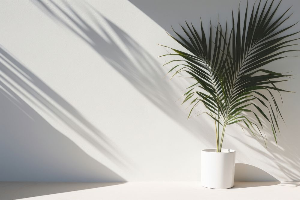 Palm leaves shadow plant white. AI generated Image by rawpixel.