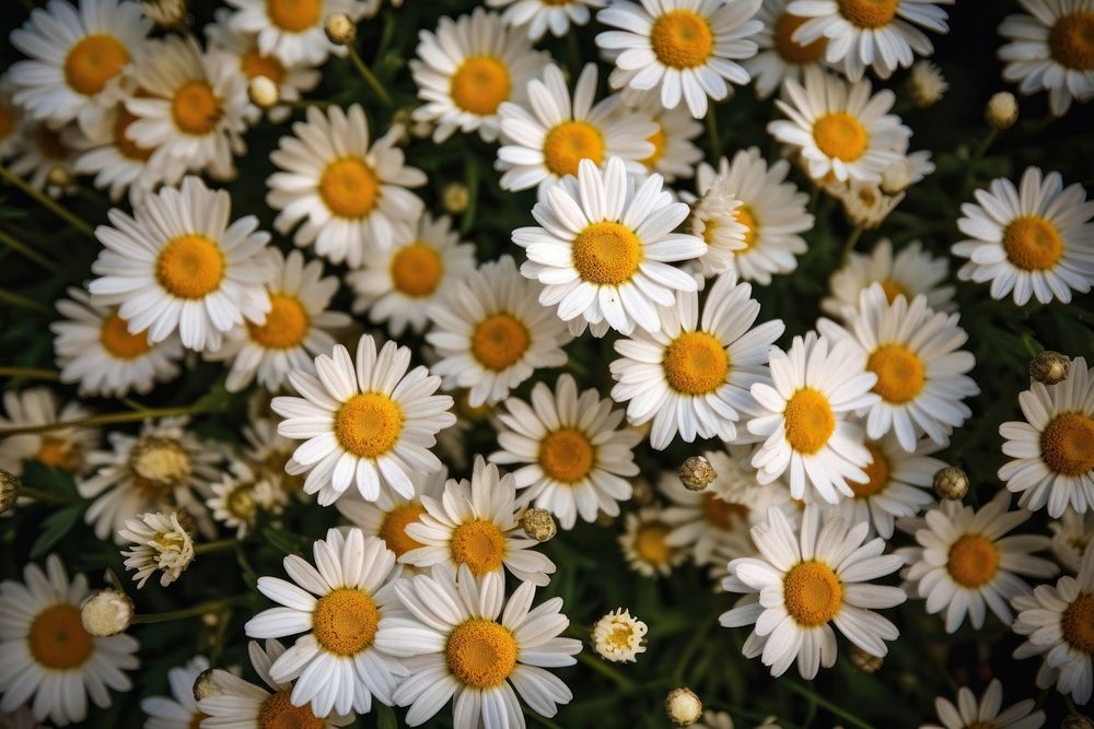 Daisy flower backgrounds outdoors. AI generated Image by rawpixel.