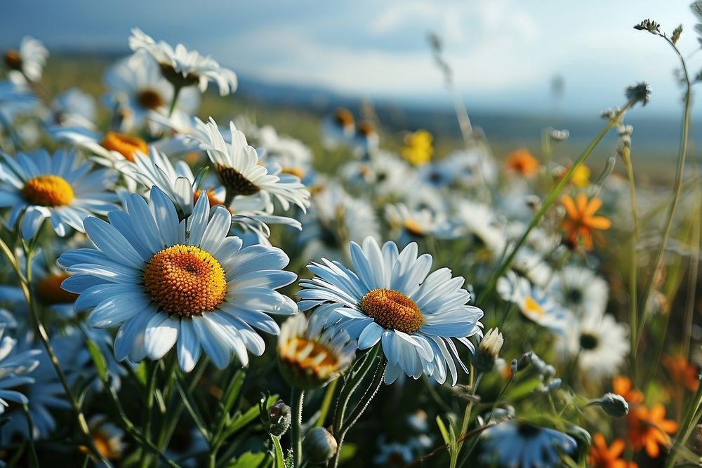Daisy sky landscape outdoors. AI generated Image by rawpixel.