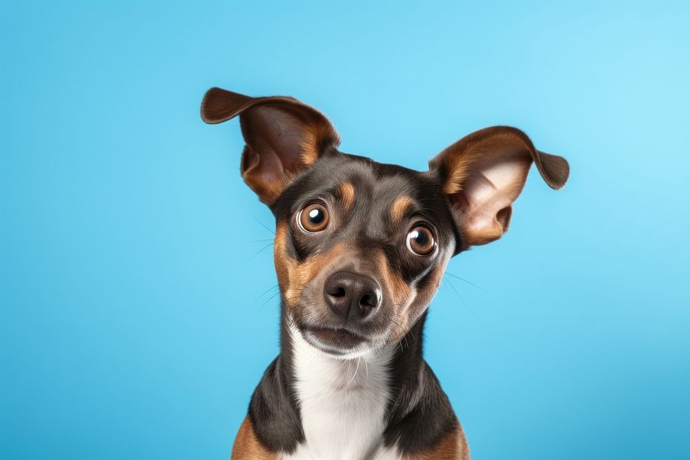 Curious dog chihuahua mammal animal. AI generated Image by rawpixel.