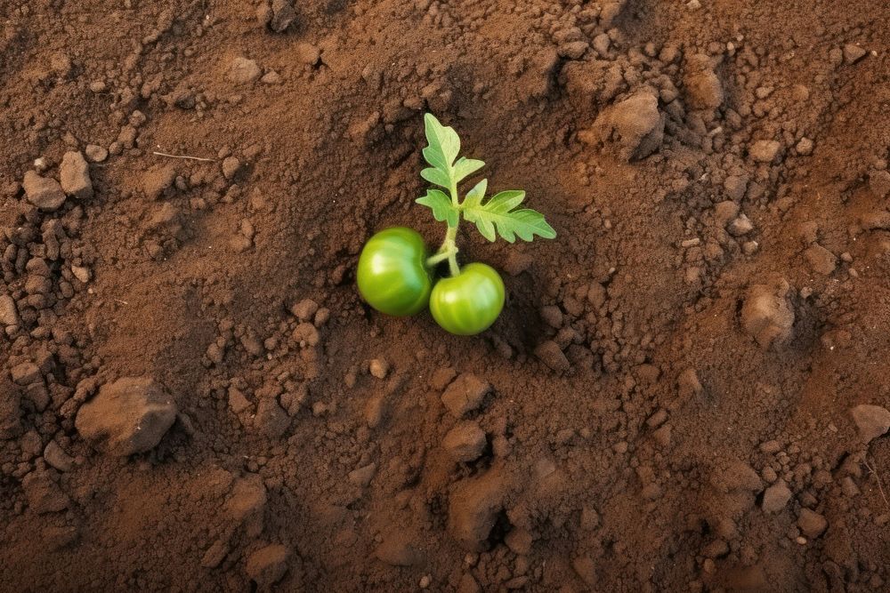 Brown soil plant agriculture outdoors. AI generated Image by rawpixel.