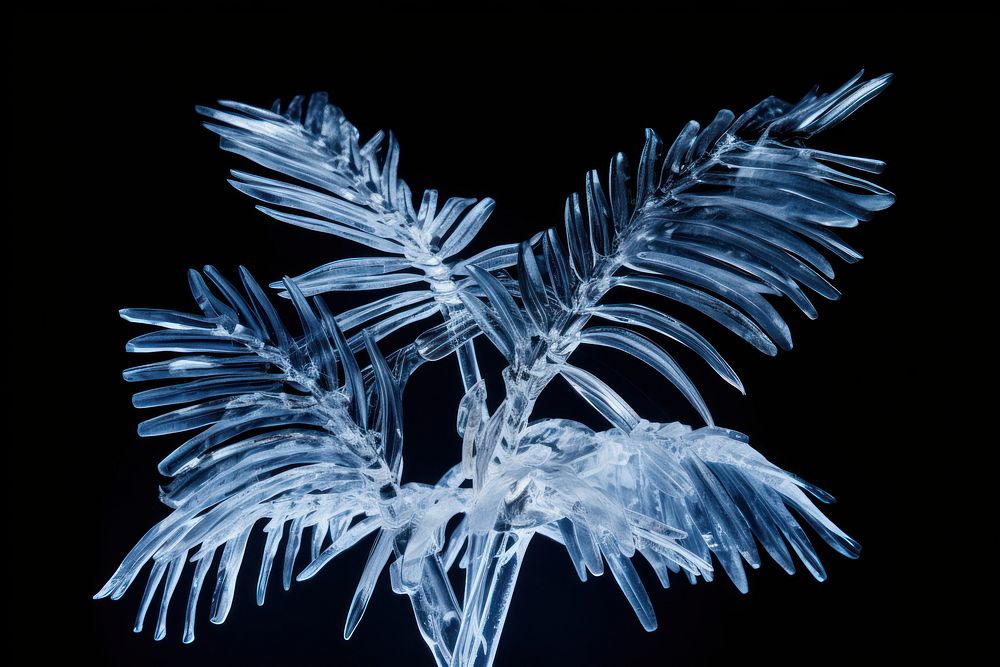Palm leaves frost ice crystal. AI generated Image by rawpixel.