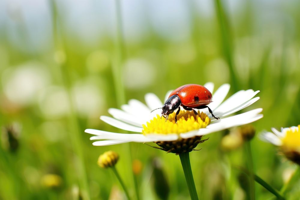 Red bug daisy grass green. AI generated Image by rawpixel.