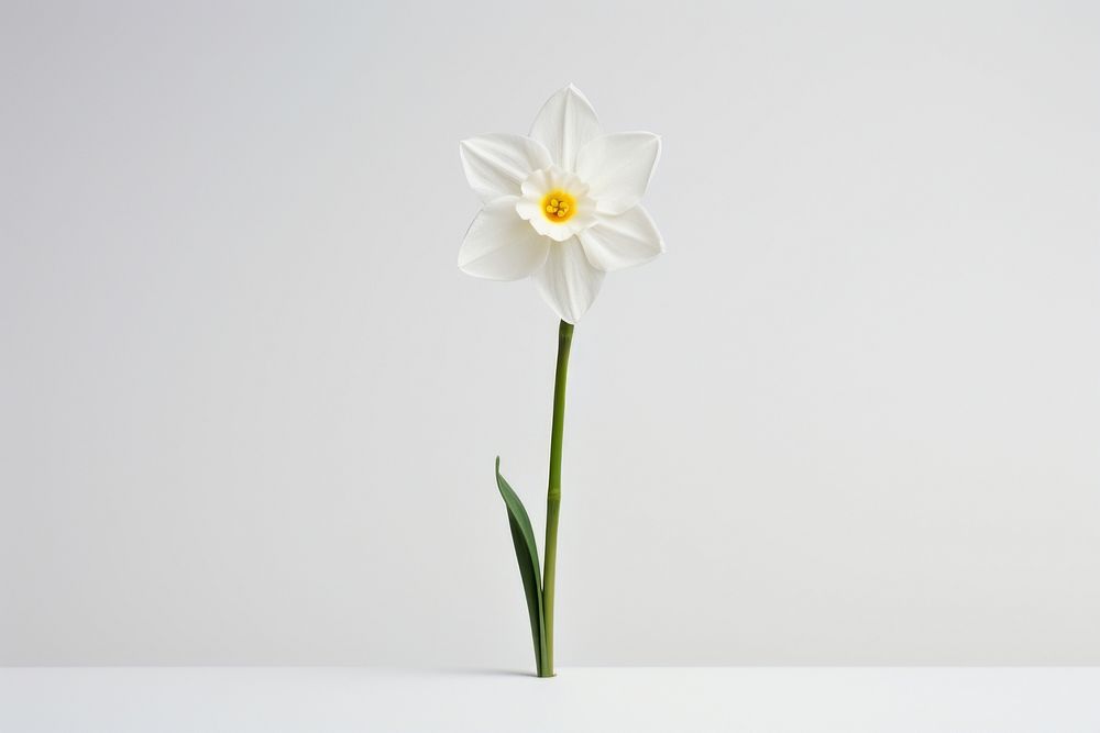 Narcissus daffodil blossom flower. AI generated Image by rawpixel.