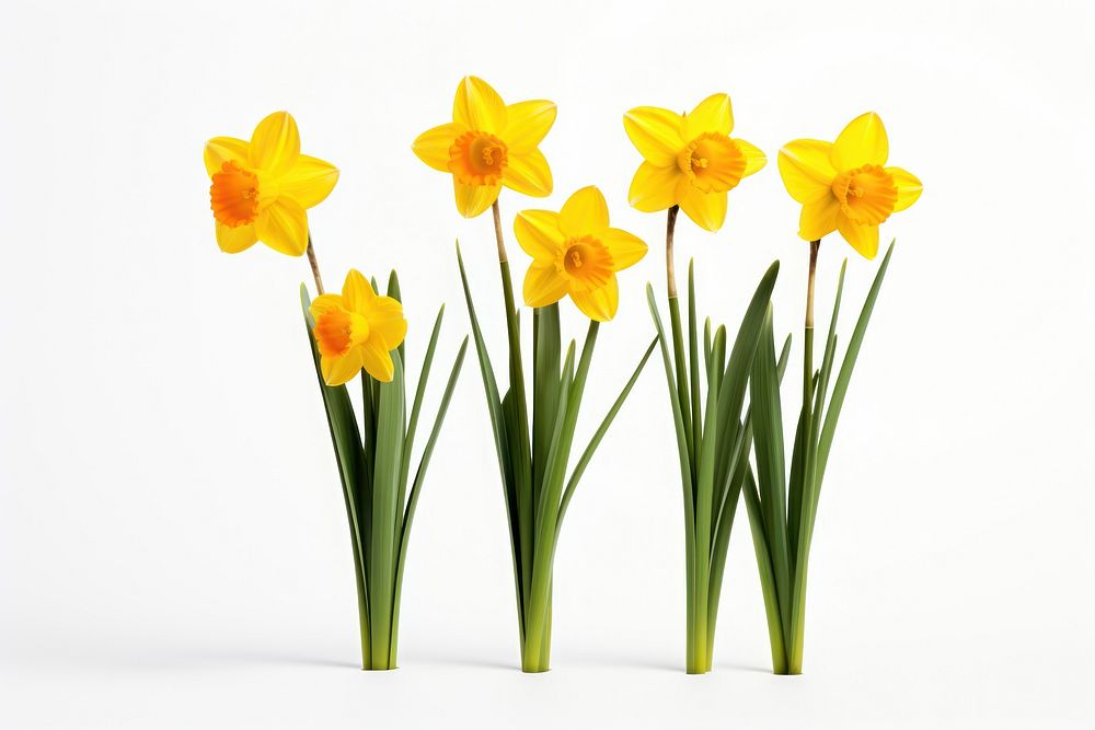 Daffodils daffodil flower plant. AI generated Image by rawpixel.