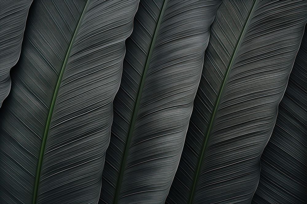 Banana leaf texture black backgrounds plant. 