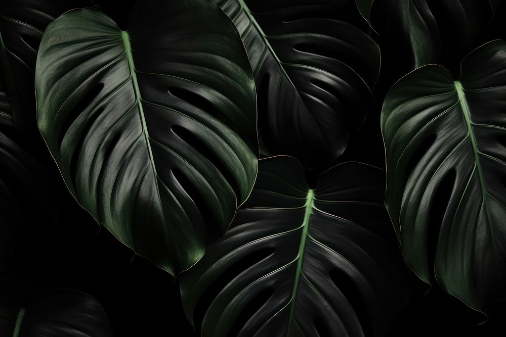 Monstera leaf texture black backgrounds plant. AI generated Image by rawpixel.