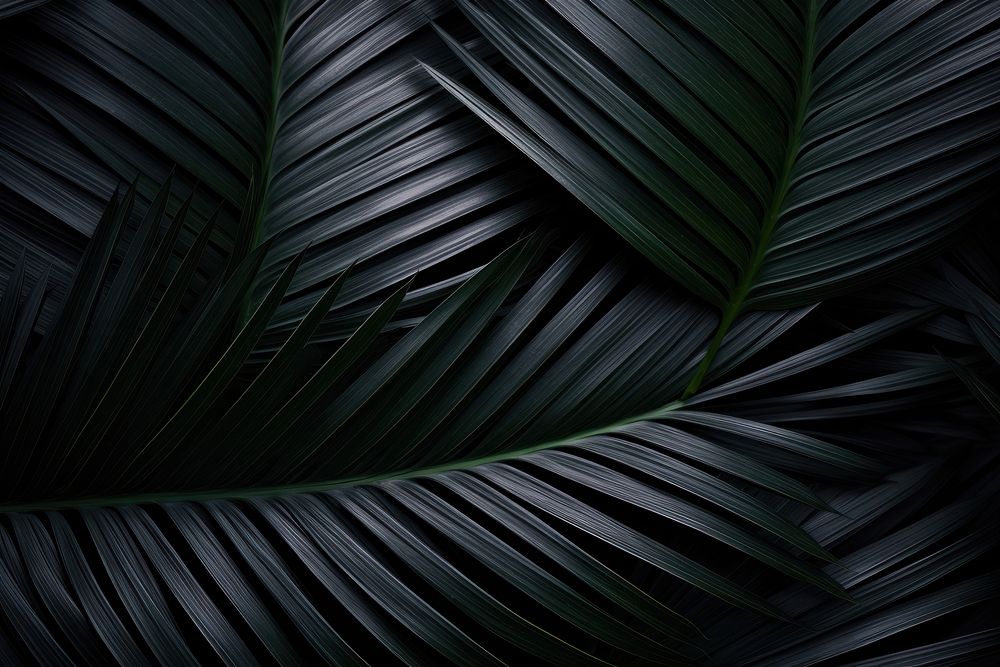 Palm leaves black backgrounds plant. AI generated Image by rawpixel.