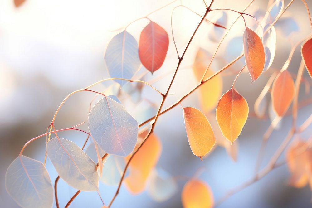 Eucalyptus autumn backgrounds outdoors nature. AI generated Image by rawpixel.