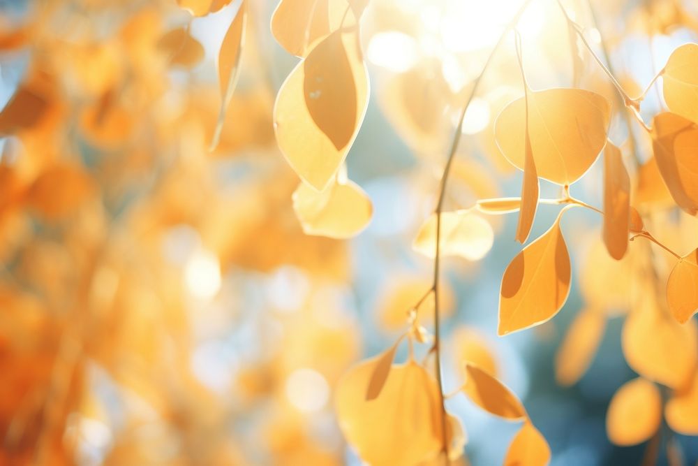 Eucalyptus autumn backgrounds sunlight outdoors. AI generated Image by rawpixel.