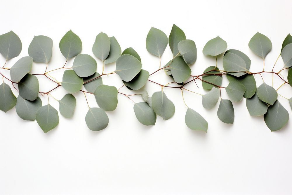 Eucalyptus border plant leaf chandelier. AI generated Image by rawpixel.