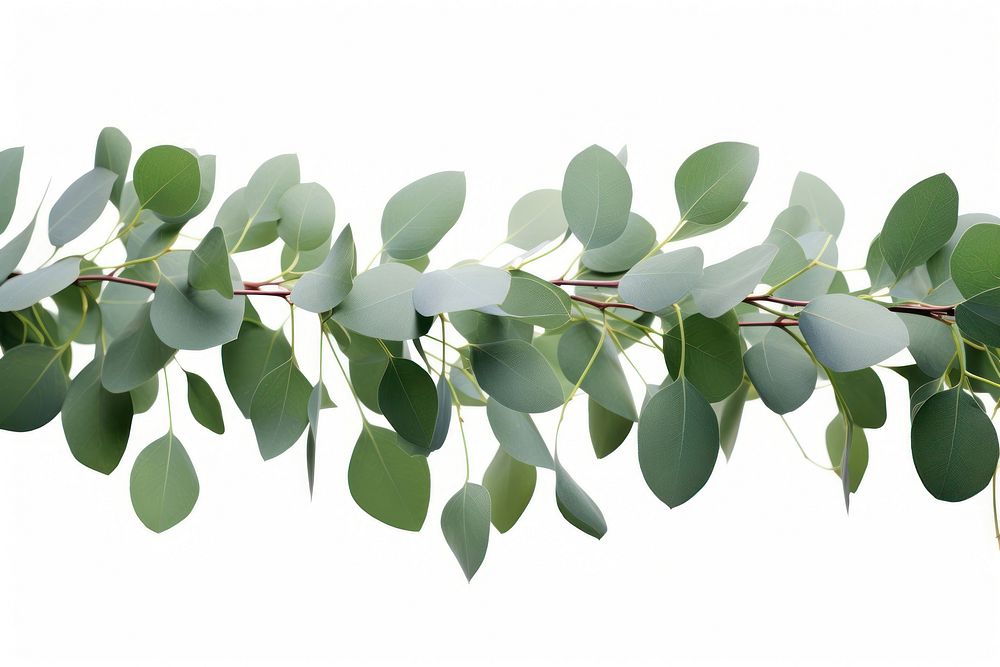 Eucalyptus border plant leaf tree. AI generated Image by rawpixel.