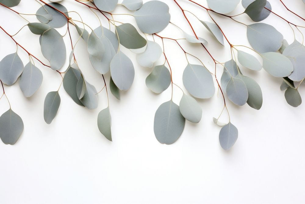 Eucalyptus border backgrounds plant leaf. AI generated Image by rawpixel.