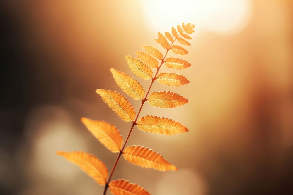 Fern leaf sunlight outdoors nature. AI generated Image by rawpixel.