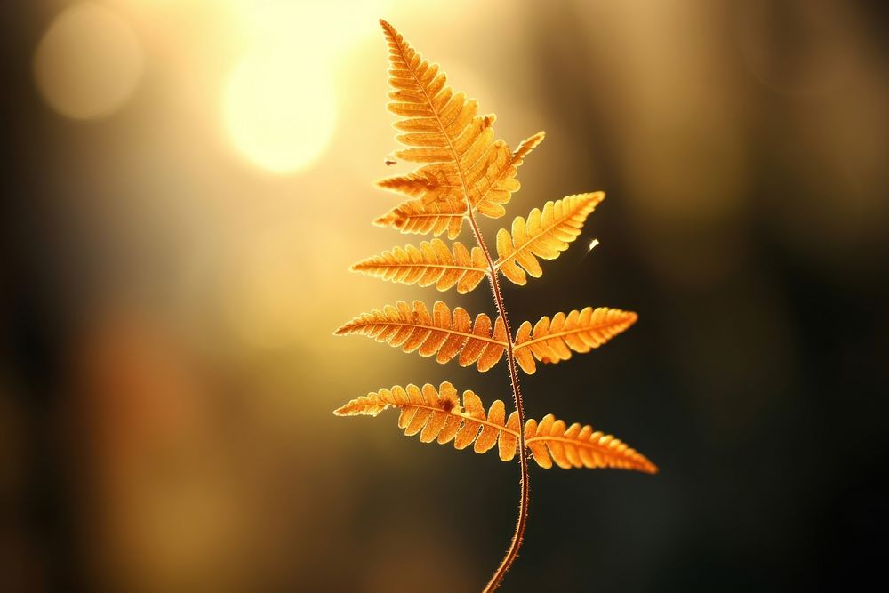 Fern tree sunlight autumn plant. AI generated Image by rawpixel.