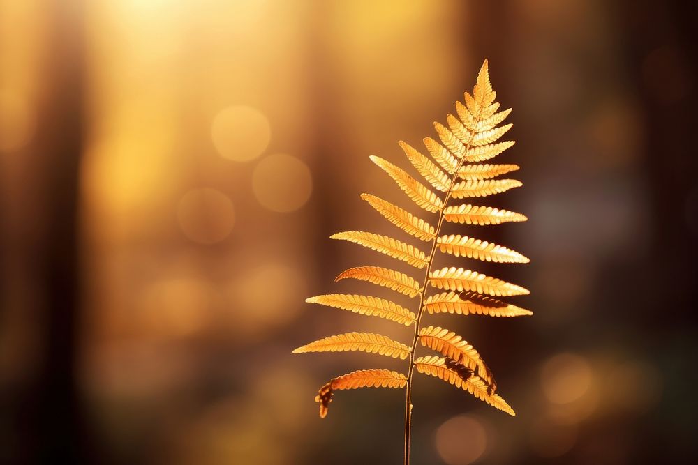 Fern tree sunlight autumn plant. AI generated Image by rawpixel.