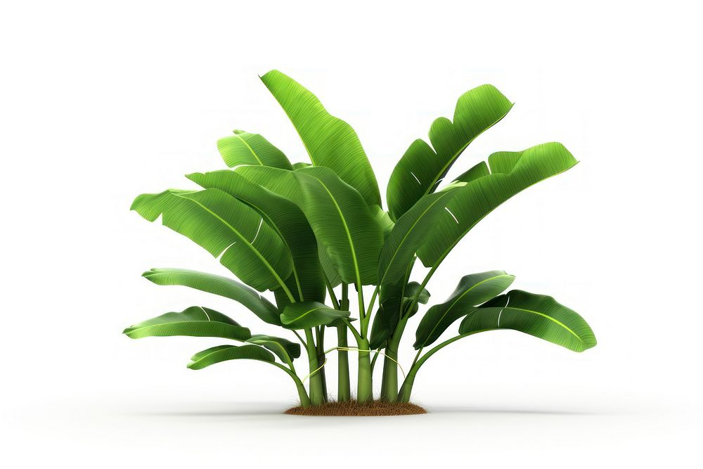 Banana tree plant leaf white background. AI generated Image by rawpixel.