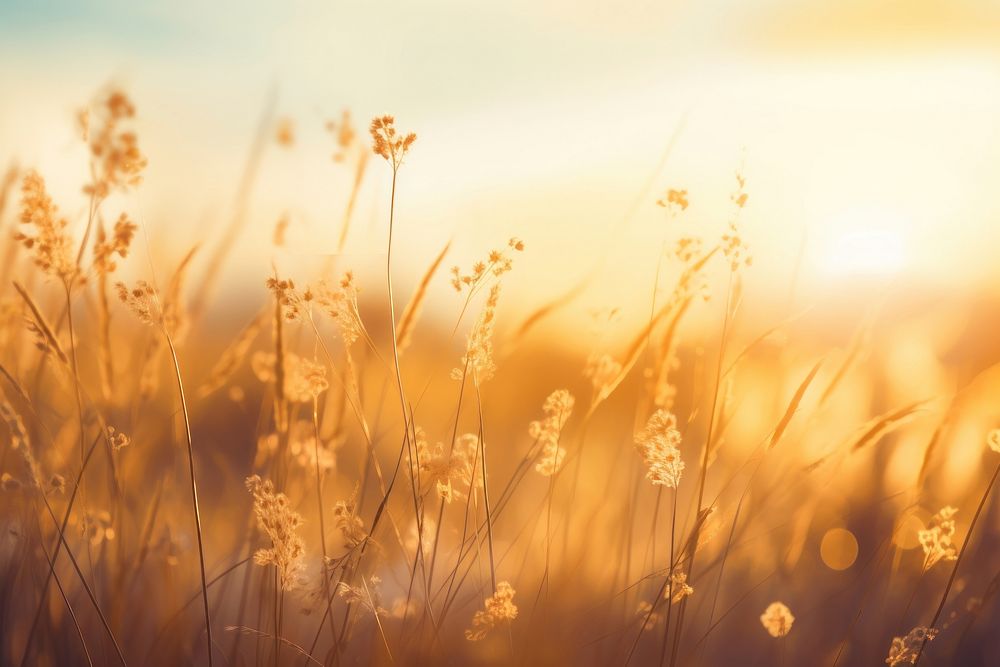 Yellow flowers and grass meadow landscape sunlight outdoors. AI generated Image by rawpixel.