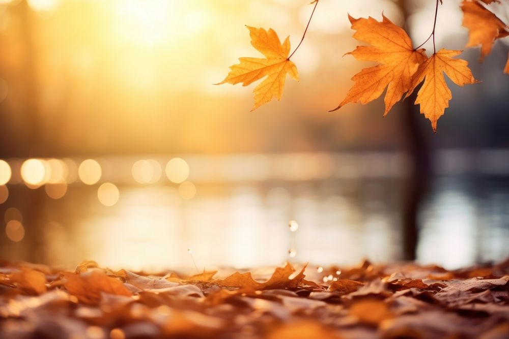 Autumn sunny nature backgrounds sunlight plant. AI generated Image by rawpixel.