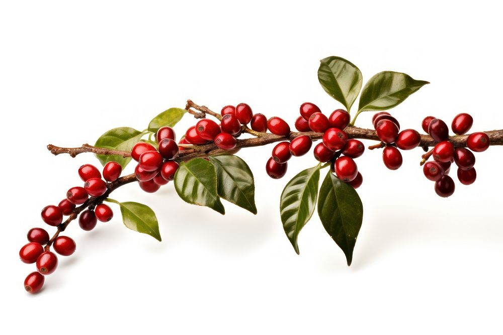 Red coffee beans and ripe berries branch cherry plant. 