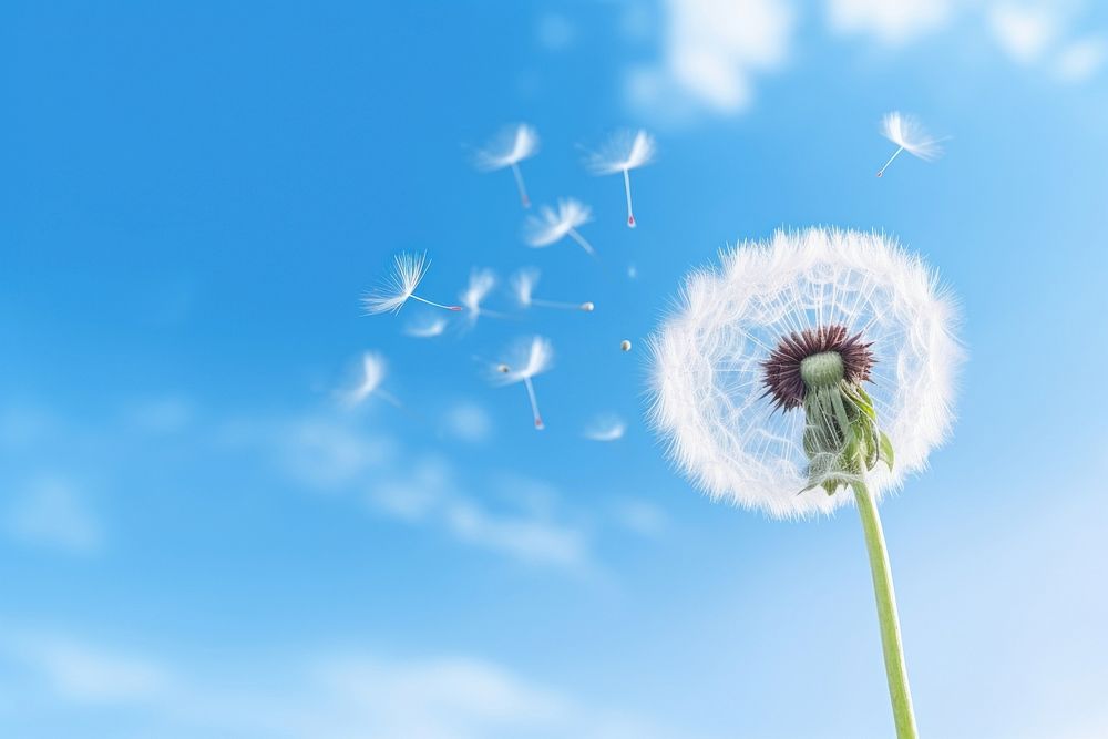 Dandelion floating in the air outdoors nature flower. AI generated Image by rawpixel.