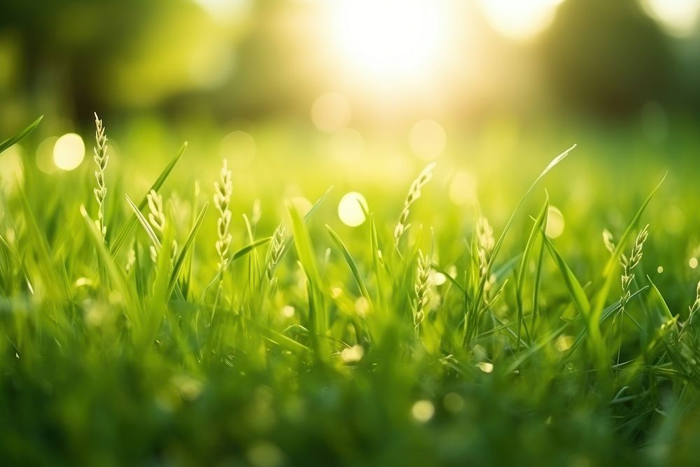 Green grass in summer forest at sunset nature field green. AI generated Image by rawpixel.