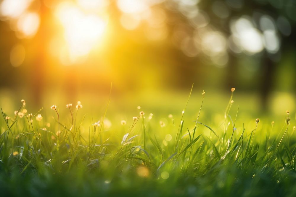 Natural grass backgrounds grassland sunlight. AI generated Image by rawpixel.