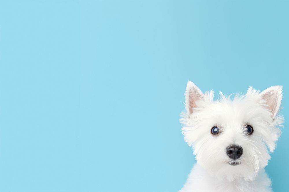 White dog mammal animal puppy. AI generated Image by rawpixel.