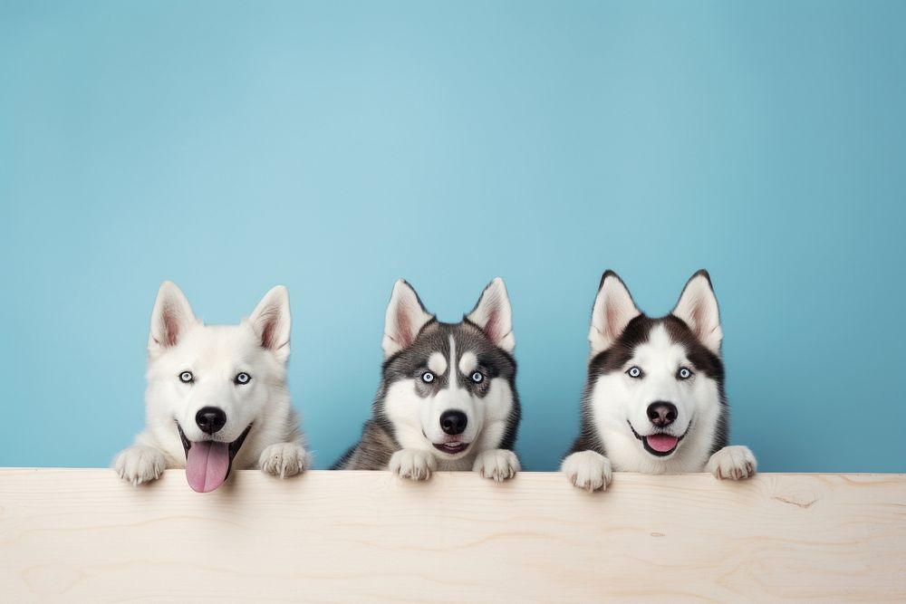 Husky dogs mammal animal pet. AI generated Image by rawpixel.