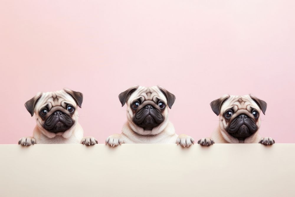 Pugs dog mammal animal puppy. AI generated Image by rawpixel.
