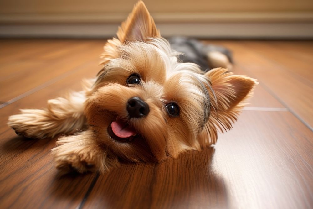 Smiling yorkshire terrier laying down on the floor mammal animal puppy. AI generated Image by rawpixel.