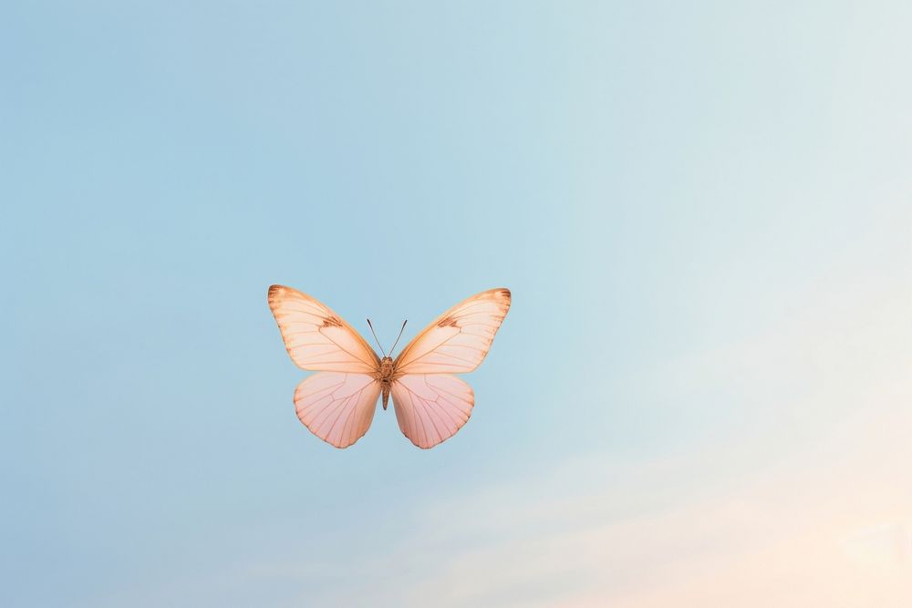 Butterfly sky outdoors animal. AI generated Image by rawpixel.