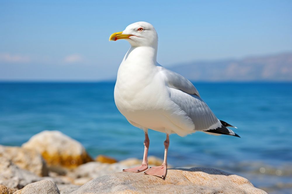 Sea gull animal seagull bird. AI generated Image by rawpixel.