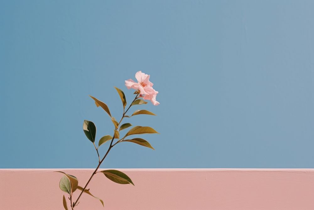 A little Pink flower above the plant outdoors blossom nature. AI generated Image by rawpixel.