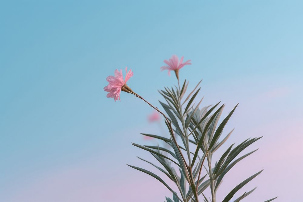 A little Pink flower plant sky outdoors. AI generated Image by rawpixel.