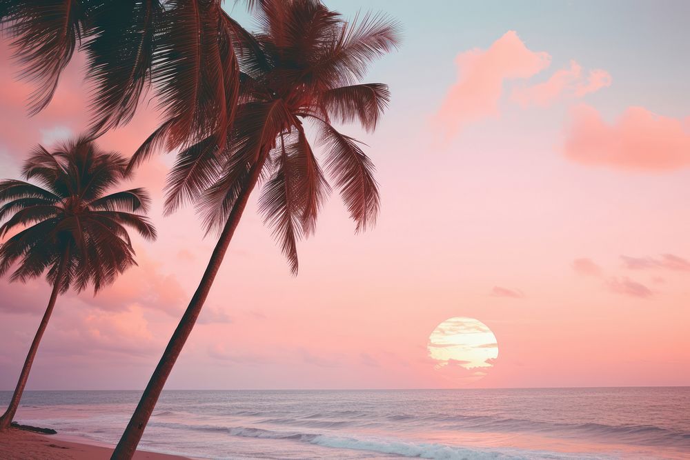 Palm tree and sunset beach outdoors horizon nature. AI generated Image by rawpixel.