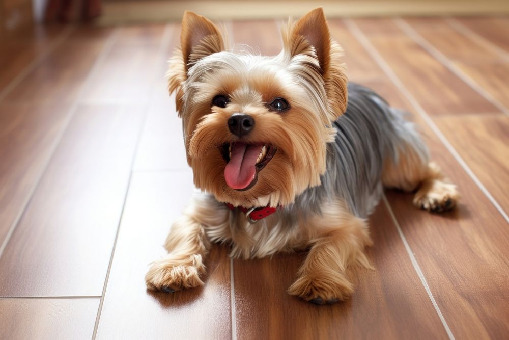Smiling yorkshire terrier laying down on the floor flooring mammal animal. AI generated Image by rawpixel.