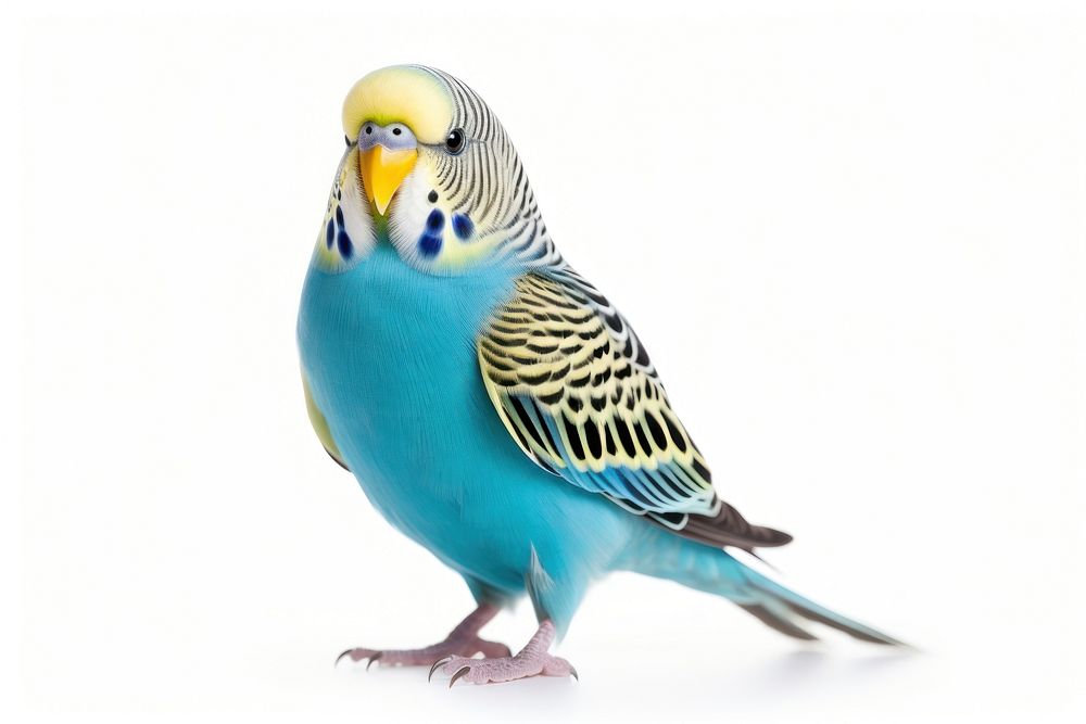Budgie bird animal parrot blue. AI generated Image by rawpixel.